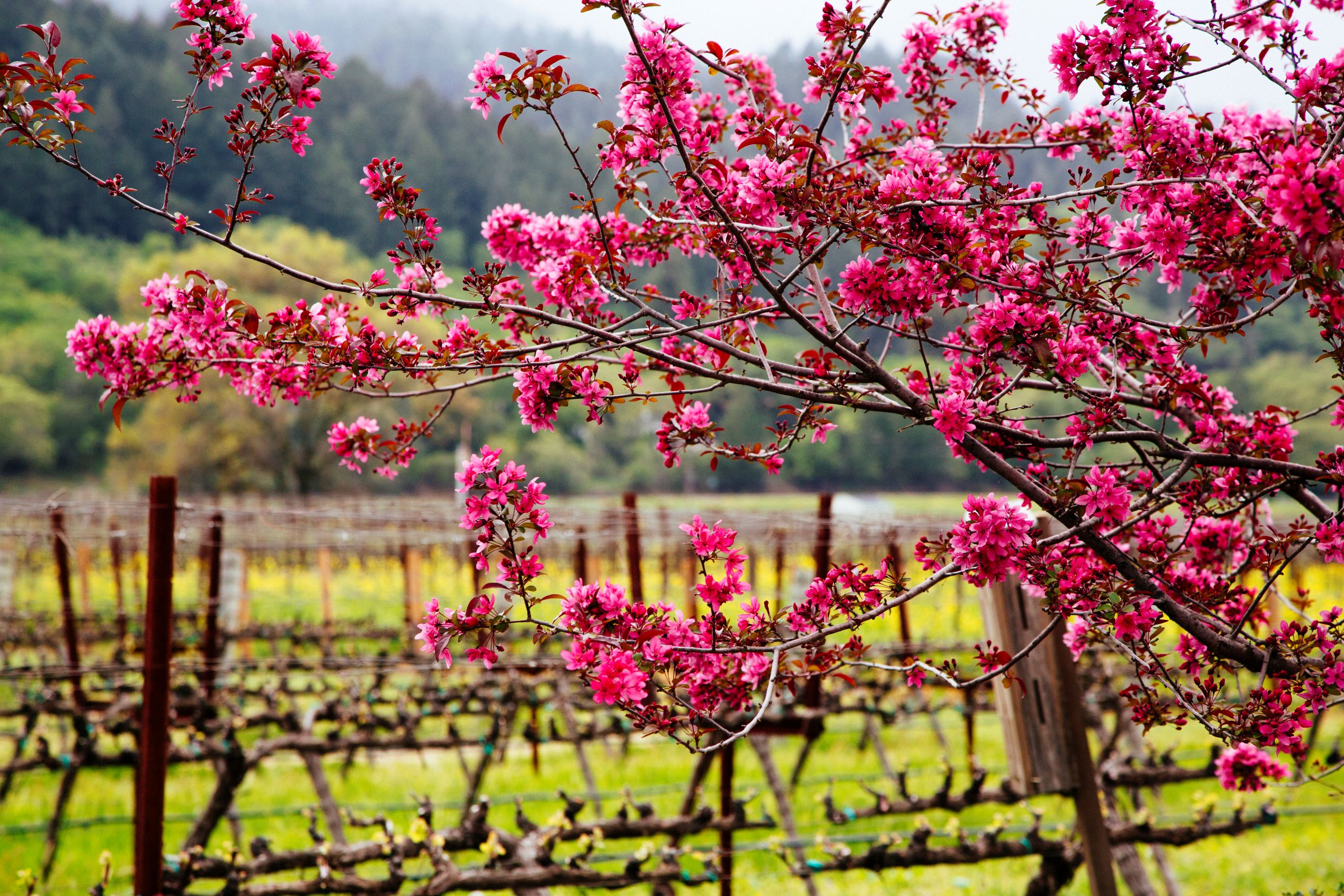 Calistoga