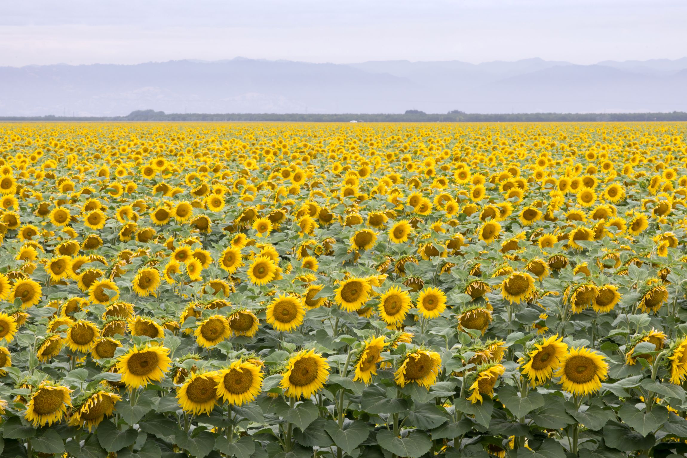 Solano County